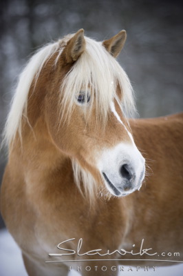 Haflinger na prodej :)